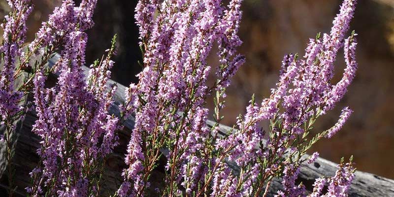 Provence