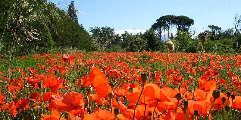 Provence